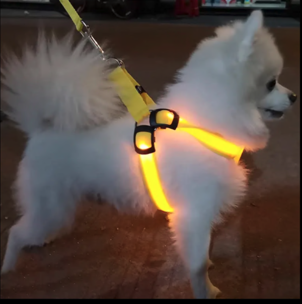 LED No-Pull Dog Harness – USB Rechargeable, Night Safety, Luminous & Adjustable Nylon Harness